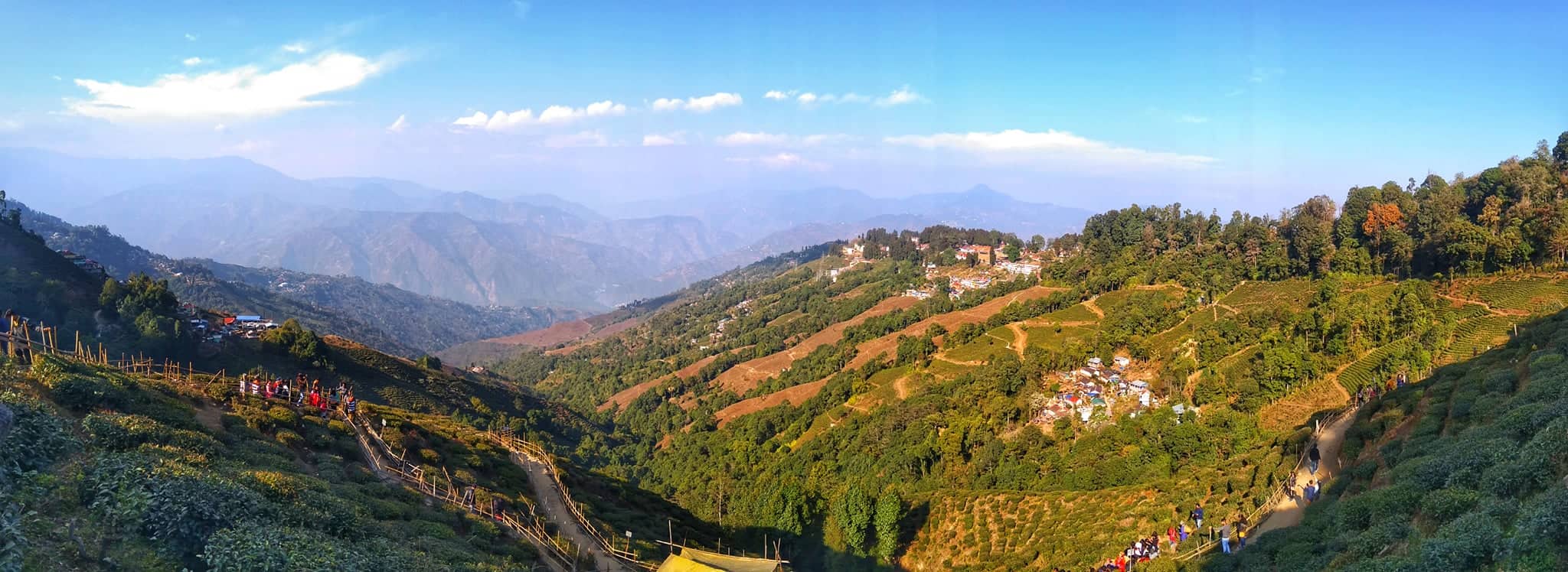 darjeeling tea estate